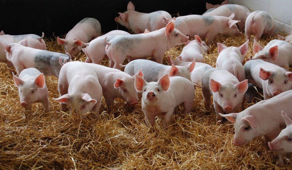 Group of piglets on straw bedding